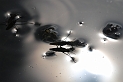 Pondskater - Gerris gibbifer - B